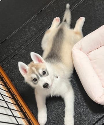 「控えめでおとなしかった」生後2カ月半のハスキー子犬→1才になり「かわいいと言われるために生まれてきました！」と言わんばかりの現在の様子に笑みがこぼれる