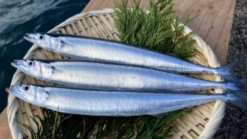「サンマ養殖」マルハニチロが成功　“事業可能なレベル”水槽で飼育できることを確認…完全養殖の実現見据える