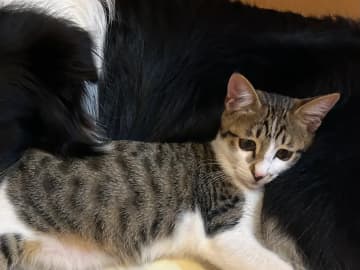 『大好きな存在』と引き離されると思った犬　飼い主に見せた『目』がすごかった【ボーダーコリー】