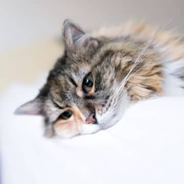 猫が『悲しい気持ち』になっているときのサイン5選　猫はどんなことでションボリしてしまうもの？