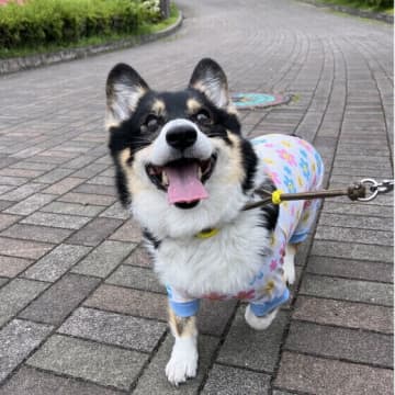犬にとって危険な虫は室内にも！「塵性ダニ」と「トコジラミ」について解説