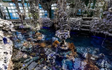 【さんご畑】まるで天然の水族館！？自然美と造形美の奇跡の融合。沖縄・さんご畑の絶景に心奪われる人続出