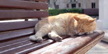 「日本人として恥ずかしい」マルタで“猫”連続殺傷、30代邦人男性に15日判決　現地では「最高刑」求める署名運動も