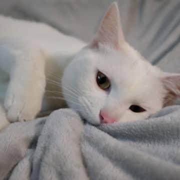 猫が『ウールサッキング』をする4つの原因と、やめさせたほうがいい危険な理由