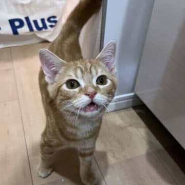 母猫になったつもりで応えてあげて！「子猫気分」に戻っている猫のサイン【専門家解説】