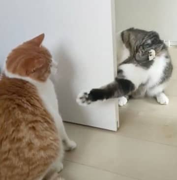 新入り保護子猫のことが気になる先住猫　ドアの陰に隠れながら「不審な動き」をする様子にクスッとする！