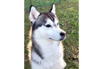 「いぬって人間の上でこんなにくつろぐものなのでしょうか」　ハスキー犬の甘える姿に悶絶する人が続出　「ずっと自分を子いぬだと思ってる」