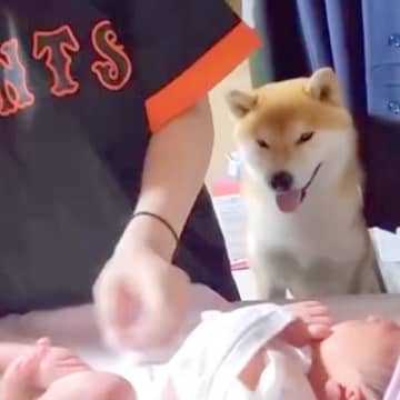 お母さんに甘えたい犬→でも『赤ちゃんのお世話中』だったので…とんでもなく尊い『健気すぎる行動』が36万再生「優しい兄」「ぎゅってしたい」