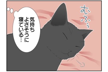 【マンガ・老猫日誌 ＃8】猫、理由に納得する…18歳の元保護猫・桃姐