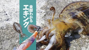 【2024年対応】全部わかるエギング入門！ 【アオリイカの釣れる時期やポイント、タックル、ファイト方法まで】