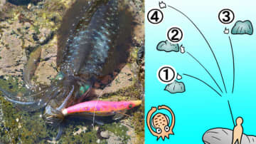 【知りたくない？】秋イカの釣果が伸びるエギの「使い方」と「釣り方」