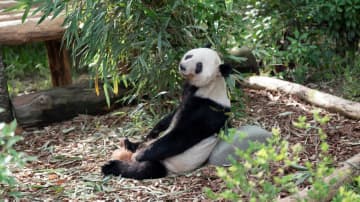 石にもたれるパンダの隆浜　中国四川省　