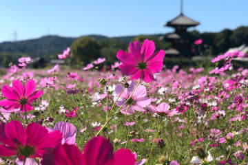 奈良のコスモス名所9選！人気のお寺や穴場スポットと見頃情報も紹介