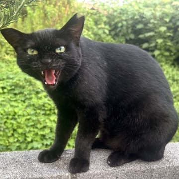 新型コロナ「ニンバス」が猛威を振るうが…ヒトから動物への感染はあるのか？【ワンニャンのSOS】