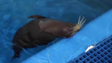 中国海南省で人気アザラシを保護