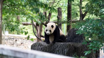 築山で過ごすパンダの福宝　中国四川省