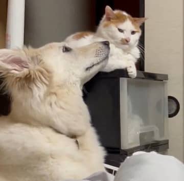 犬と猫が「寝る前にだけ」見せる仲良しタイム　“イチャイチャ姿”が尊すぎると話題に！