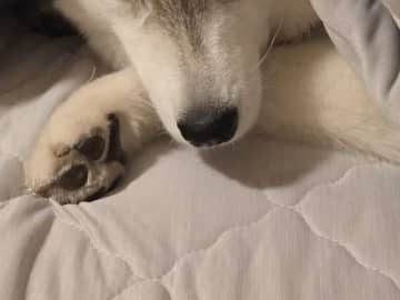 『寒さに強い犬種』のはずが…？　シベリアンハスキーの姿に、飼い主がツッコミ！