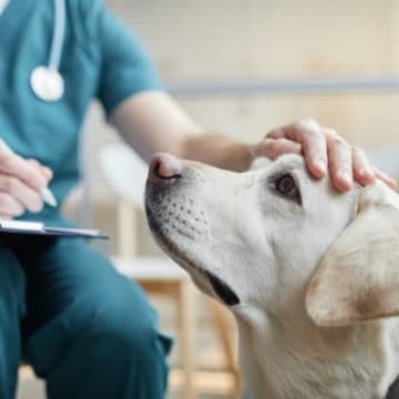 犬が『てんかん発作』を起こしているときの絶対NG行為4選　具体的に避けるべき飼い主の行動とは