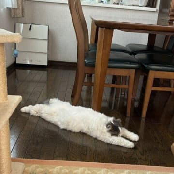 “暑さ”で「全力で行き倒れる」姿が約6.1万「いいね」で昨年話題になった猫→今年の夏は？飼い主さんに聞いてみた！