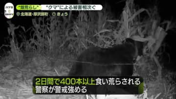 トウモロコシ畑に…“クマ”による被害相次ぐ