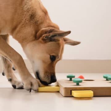 愛犬が『知育玩具でうまく遊ぶ』ための正しい手助け方法　飽き性なのではなく、使い方がわからないだけかも