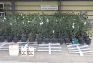 営利目的で大麻栽培疑い　ベトナム国籍の男2人再逮捕　茨城県警