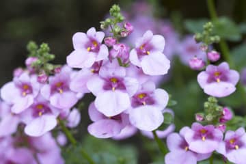 9月12日の花とは？【366日の誕生花と幸せの花言葉】
