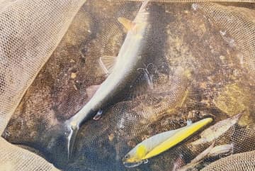 〈初心者向け・釣り方ざっくり解説〉“アユイング”とは? [アユ]