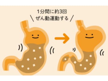 消化に悪い物は４～５時間かかる！ 実は消化だけじゃない“胃の働き”とは【眠れなくなるほど面白い 図解 胃と腸の話】