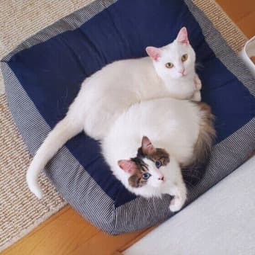 2匹目を検討中の飼い主さんへ　先住猫のために実践してほしい3つのこと