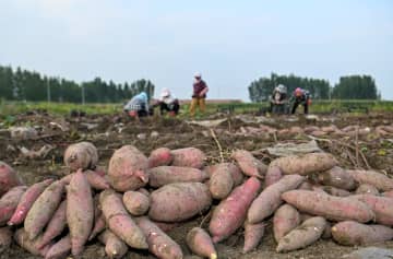 紅瑶サツマイモの収穫が本格化　中国・天津市寧河区