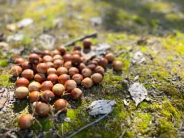 秋の自然探検！草津・ロクハ公園で「木の実の日」開催★親子で木の実拾いと発見体験を【9月21日】