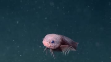 でこぼこ肌の新種のクサウオ、深海で発見