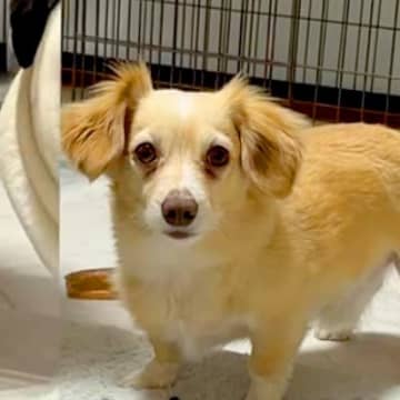 AIで小型犬を『激太り』させてみたら…完全に想定外な『衝撃の出力結果』が話題「笑っちゃったｗｗｗ」「犬種飛び越えすぎてて草」と爆笑の声
