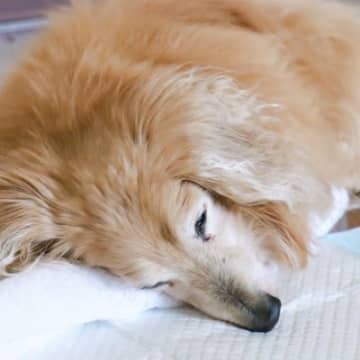 犬が『年老いた』ときにできなくなること5選　シニア期はいつから？今から覚悟しておくべきこととは