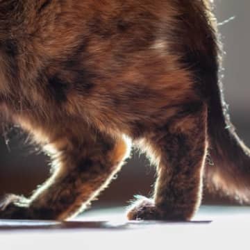 愛猫の足取りが変…猫の『歩行異常』の原因4選とチェックすべきポイント