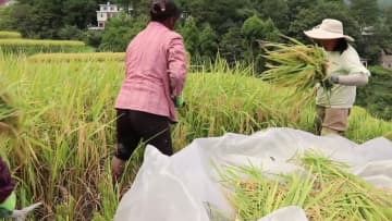 棚田に実りの秋、収穫最盛期　中国貴州省桐梓県