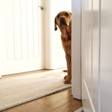 犬が『飼い主から離れたがる』ときの心理4つ　素っ気ない態度の原因から配慮すべきことまで