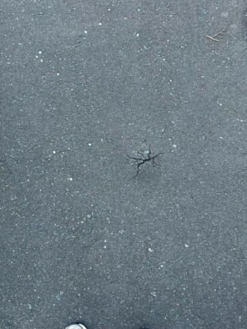 もしかして埋まってる？ただのひび割れ写真に憶測飛び交う！？「どう森」「マリオ」…様々な説が飛び交いSNSで大喜利状態に