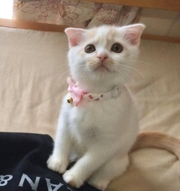 白くてふわふわだった生後2カ月の子猫→10年経っても「ちっちゃいプリンセス」で愛しさ無限大！