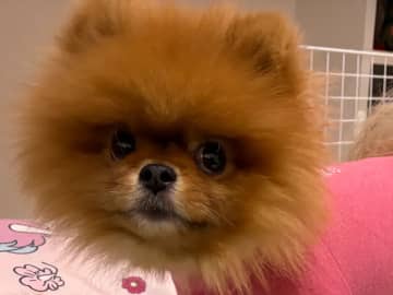 これは予想外！　服を着たポメラニアンが見せた『動かない姿』に飼い主も爆笑
