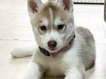 かわいさそのままに『別犬』？ 生後8か月のハスキーが見せた驚きの成長