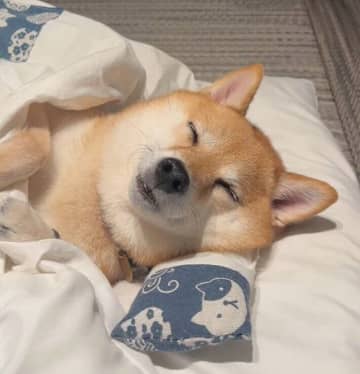 「愛用のマイ布団」で爆睡する柴犬　どこでも変わらない“熟睡姿”にキュン！