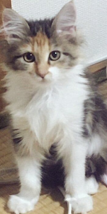 つぶらな瞳の生後2カ月のメインクーン子猫→3才になり、はっきりした顔立ちの優しいコに成長した姿にほっこり！