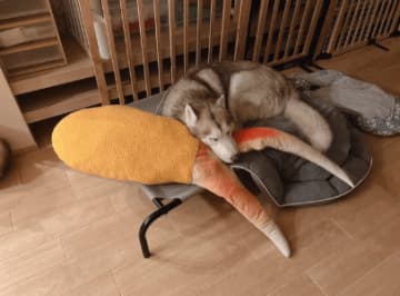 飼い主「意味わからん誕生日プレゼント」→愛犬に送ったカニ爪フライのぬいぐるみ。あまりのセンスに「パパ面白すぎw」と称賛