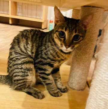 人馴れしていない保護子猫との暮らしは、威嚇からのスタート→1才を過ぎた今、「家族には甘えん坊で健気なコ」に成長中！