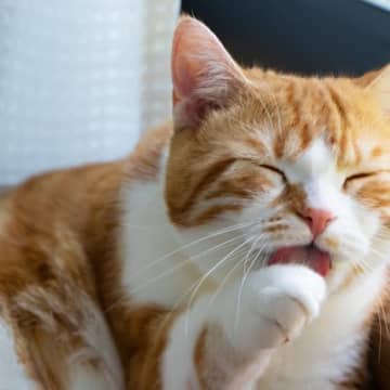 猫が『自分の手を舐め続けている』ときの5つの理由　ただ毛づくろいじゃないかも？