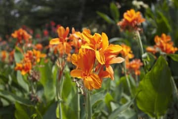 9月13日の花とは？【366日の誕生花と幸せの花言葉】