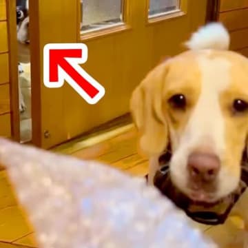 弟の犬とプチプチで遊んでいたら、ドアの隙間から…羨ましくて見せた『衝撃的な表情』が28万再生「目力がｗｗｗ」「飲み物吹いた」と爆笑続々